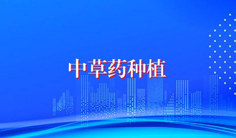 中草药种植