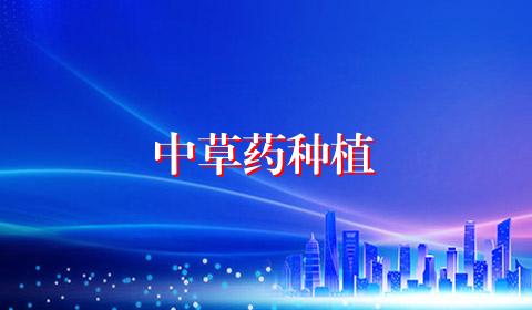中草药种植