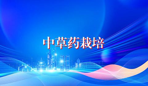 中草药栽培