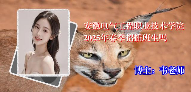 安徽电气工程职业技术学院2025年春季招插班生吗